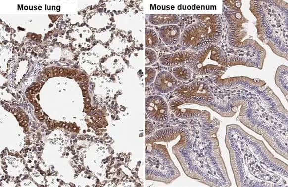 Immunohistochemistry-Paraffin alpha Tubulin 4a Antibody