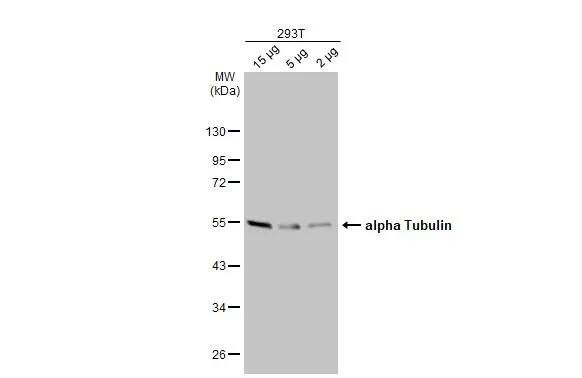 Western Blot: alpha Tubulin 4a Antibody [NBP2-21604] - Various whole cell extracts were separated by 10% SDS-PAGE, and the membrane was blotted with alpha Tubulin 4a antibody (NBP2-21604) diluted at 1:10000. The HRP-conjugated anti-rabbit IgG antibody  was used to detect the primary antibody.