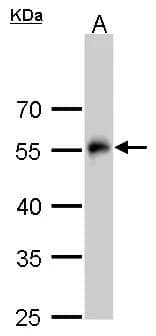 Western Blot alpha Tubulin 4a Antibody - BSA Free