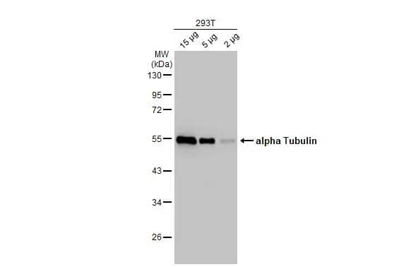 Western Blot alpha Tubulin 4a Antibody - BSA Free