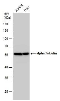 Western Blot alpha Tubulin 4a Antibody - BSA Free