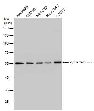Western Blot alpha Tubulin 4a Antibody - BSA Free