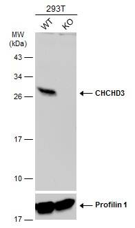 <b>Genetic Strategies Validation. </b>Wild-type (WT) and CHCHD3 knockout (KO) 293T cell extracts (30 ug) were separated by 12% SDS-PAGE, and the membrane was blotted with CHCHD3 antibody [N1C3] (NBP2-21606) diluted at 1:2000. The HRP-conjugated anti-rabbit IgG antibody  was used to detect the primary antibody. 