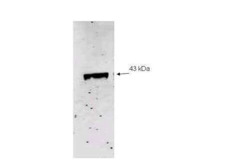 Western blot analysis using Immunochemical's Affinity Purified anti-Neu2 antibody to detect recombinant His tagged Neu-2 (1.0 ug loaded). Molecular weight marker (not shown) indicates a single band of the expected MW (43 kDa).  The blot was incubated with a 1:500 dilution of the antibody at room temperature for 1 h followed by detection using IRDye800 labeled Goat-a-Rabbit IgG [H&L] () diluted 1:1,000. IRDye800 fluorescence image was captured using the Odyssey(R) Infrared Imaging System developed by LI-COR. IRDye is a trademark of LI-COR, Inc. Other detection systems will yield similar results.