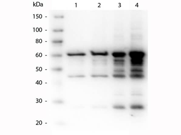 Western Blot of Rabbit anti-p35 antibody.  Lane 1: p35 recombinant protein 50 ng load.  Lane 2: p35 recombinant protein 100 ng load.  Lane 3: p35 recombinant protein 250 ng load.  Lane 4: p35 recombinant protein 500 ng load.  Primary antibody: p35 antibody at 1:1,000 for overnight at 4C. Secondary antibody: Peroxidase rabbit secondary antibody at 1:40,000 for 30 min at RT. Block for 30 min at RT. Predicted/Observed size: 60 kDa, 60 kDa for p35. Other band(s): p35 splice variants and isoforms.