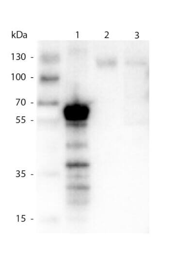 Western Blot of Rabbit anti-Kinesin 5B AntibodyAntibody.  Lane 1: 500 ng of truncated kinesin 1 protein.  Lane 2: 20 ug of Mouse Brain lysate.  Lane 3: 10 ug of Mouse Brain lysate.  Primary antibody: kinesin1 antibody at 1:1000 for overnight at 4C. Secondary antibody: IRDye800(TM) rabbit secondary antibody at 1:40,000 for 1hr at RT. Block: 5% BLOTTO 1 hr at RT. Predicted/Observed size: 72 kDa, ~70 kDa for kinesin-1. Other band(s): degradation.