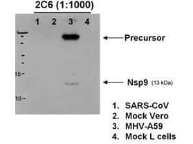 Western blotting using a nsp9 antibody to detect protein in various lysates, 6h post MHV infection. Lane 1 shows no cross-reactivity with Sected Vero cells. Negative controls (lanes 2 and 4) show no staining. Specific reactivity against MHV-A59 nsp9 from infected mouse L cells is shown in lane 3.  Personal Communication, Eric Snijder, Leiden University Medical Center, Leiden, Netherlands.