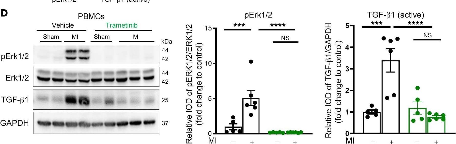 Western Blot LAP (TGF-beta 1) Antibody (7F6) - BSA Free