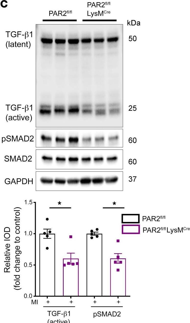 Western Blot LAP (TGF-beta 1) Antibody (7F6) - BSA Free