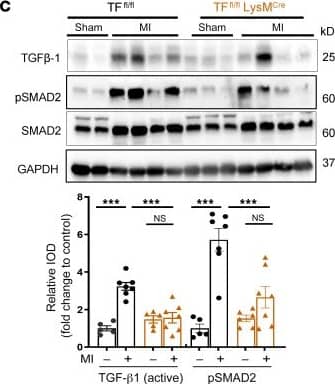 Western Blot LAP (TGF-beta 1) Antibody (7F6) - BSA Free