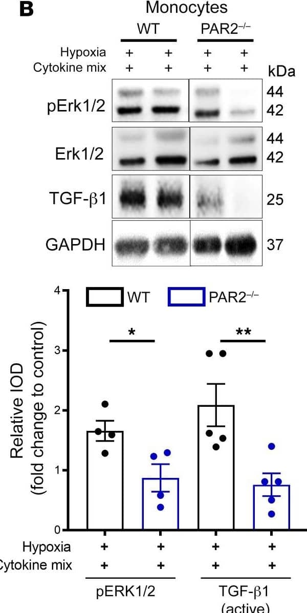 Western Blot LAP (TGF-beta 1) Antibody (7F6) - BSA Free