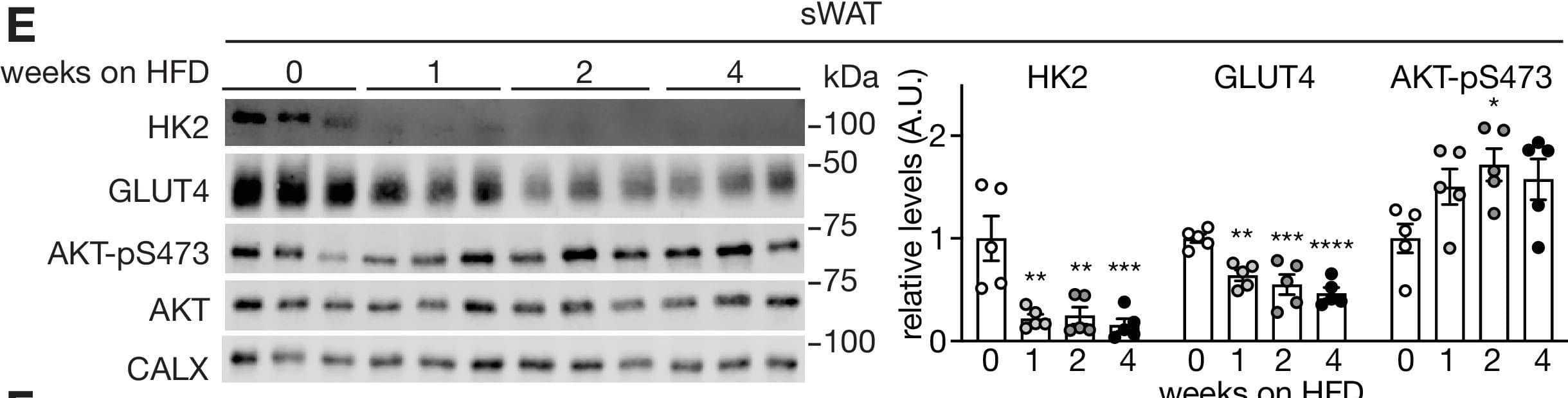 Supporting data 2 for Figure 1.(A-B) Body weight (A) and fasting glucose levels (B) of mice fed a HFD for 0, 1, 2, or 4 weeks. One-way ANOVA compared to 0 week HFD-fed mice, **p<0.01, ***p<0.001, ****p<0.0001. n=10 (C) ITT on mice fed a HFD for 0, 1, 2, 4 weeks, and mice fed 2 week HFD and 2 week ND. The mice were fasted for 6 hours and injected with insulin (0.75 U/kg body weight). One-way ANOVA, *p<0.05. n=8 (0 week ND), 10 (1 week HFD), 10 (2 week HFD), 10 (2 week HFD), and 6 (2 week HFD +2 week ND). (D–F) Immunoblots of vWAT(D), sWAT(E), and BAT (F) from mice fed a HFD for 0, 1, 2, or 4 weeks. Mice were fasted for 6 hours and injected with insulin (0.75 U/kg body weight). n=5. See Figure 1—figure supplement 2—source data 1.Figure 1—figure supplement 2—source data 1.Uncropped blots and source data for graphs for Figure 1—figure supplement 2.Uncropped blots and source data for graphs for Figure 1—figure supplement 2. Image collected and cropped by CiteAb from the following open publication (//pubmed.ncbi.nlm.nih.gov/36920797), licensed under a CC-BY license. Not internally tested by Novus Biologicals.