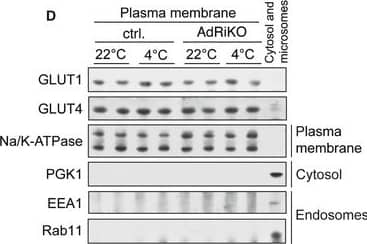 mTORC2 in adipose tissue is required for cold‐induced glucose uptake and glycolysis2‐deoxyglucose‐6‐phosphate (2DG6P) accumulation in BAT of AdRiKO and control mice housed at 22 or at 4C for 4 h (n = 6/group).Extracellular acidification rate (ECAR) of BAT explants from AdRiKO and control mice housed at 22 or at 4C for 4 h (n = 7/group).Immunoblot analysis of BAT from AdRiKO and control mice housed at 22 or at 4C for 8 h for the indicated proteins (n = 6/group, each lane represents a mix of 3 mice).Immunoblot analysis of isolated plasma membranes from BAT of AdRiKO and control mice housed at 22 or at 4C for 8 h for the indicated proteins (n = 6/group, each lane represents a mix of 3 mice).Immunoblot analysis of mitochondrial and cytosolic fractions from BAT of AdRiKO and control mice housed at 22 or at 4C for 4 h for the indicated proteins (n = 6/group, each lane represents a mix of 3 mice).Cytosolic hexokinase activity in BAT of AdRiKO and control mice housed at 22 or at 4C for 4 h [n = 5 (control 22C), n = 5 (AdRiKO 22C), n = 7 (control 4C), n = 7 (AdRiKO 4C)].Mitochondrial hexokinase activity in BAT of AdRiKO and control mice housed at 22 or at 4C for 4 h [n = 5 (control 22C), n = 5 (AdRiKO 22C), n = 7 (control 4C), n = 7 (AdRiKO 4C)].Data information: Data represent mean +/- SEM. Statistically significant differences between AdRiKO and control mice were determined with unpaired Student's t‐test and are indicated with asterisks (*P < 0.05). Statistically significant differences between temperatures were determined with unpaired Student's t‐test and are indicated with a number sign (#P < 0.05; ##P < 0.01; ###P < 0.001). The exact P‐value for each significant difference can be found in Appendix Table S2. Image collected and cropped by CiteAb from the following open publication (//pubmed.ncbi.nlm.nih.gov/26772600), licensed under a CC-BY license. Not internally tested by Novus Biologicals.