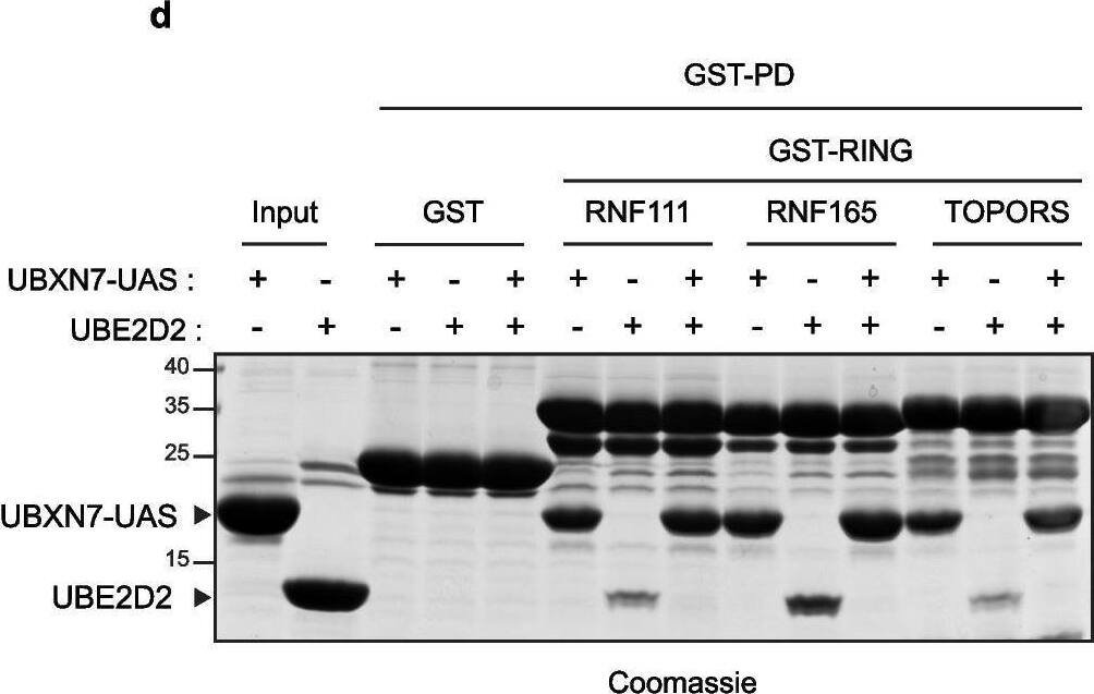 TOPORS is another E3 regulated by the UAS domain of UBXN7. a GFP-UBXN7-UAS versus GFP Interactome. Cell lysate from HEK-293 cells transfected with GFP or GFP-UBXN7-UAS were subjected to GFP-Trap affinity purification and co-immunoprecipitated proteins were subsequently identified using quantitative label-free mass spectrometry. Volcano plot illustrating the distribution of the proteins significantly enriched (fold change ≥ 2, p value ≤ 0.05, n = 5) in GFP-UBXN7-UAS compared to GFP (-Log10 (adj p value), y-axis; log2 fold change GFP-UBXN7-UAS/GFP, x-axis). b, c TOPORS binds to UBXN7-UAS. HEK-293 cellular extracts (b) or HEK-293 cellular extracts from cells transfected with Flag-TOPORS-Nter-WT or Flag-TOPORS-Nter-C103A (c) were pulled down with the indicated GST-UBXN7 constructs and analyzed by western blotting along with the corresponding cellular extracts (input). The amount of GST proteins in each condition was revealed by stain-free as a control. d The UAS domain competes with UBE2D2 for binding to TOPORS RING domain. GST pull-down (GST-PD) of the indicated GST-RING domains with UBE2D2, in the presence or not of UBXN7-UAS. The proteins were revealed on acrylamide gel by Coomassie staining. e The UAS domain inhibits free ubiquitin chain formation induced by TOPORS RING domain in vitro. Recombinant TOPORS RING domain was incubated at 37 C for 1 h in the presence of UBE1 (E1), UBE2D2 (E2), ubiquitin (UB), and 1 × , 5 × , or 10 × molar excess of recombinant UBXN7-UAS (UAS). Free ubiquitin chain formation was revealed by western blotting using an anti-ubiquitin (anti-UB) antibody Image collected and cropped by CiteAb from the following open publication (//pubmed.ncbi.nlm.nih.gov/37024974), licensed under a CC-BY license. Not internally tested by Novus Biologicals.