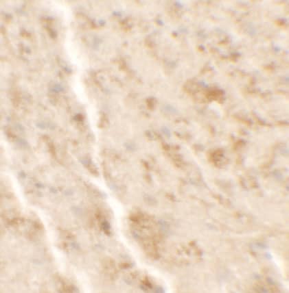 Immunohistochemistry: Shisa-4 Antibody - BSA Free [NBP2-22341] - Immunohistochemistry of Shisa-4 in mouse brain tissue with Shisa-4 antibody at 2.5 u/ml.