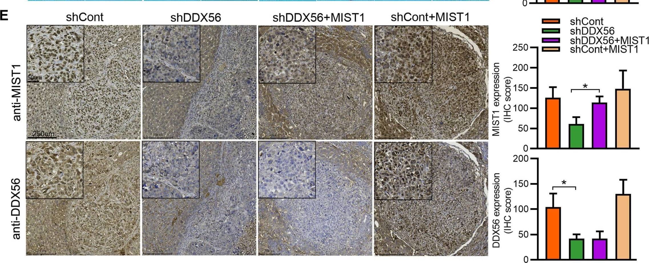 Immunohistochemistry MIST1 Antibody (6E8/A12/C11P1)