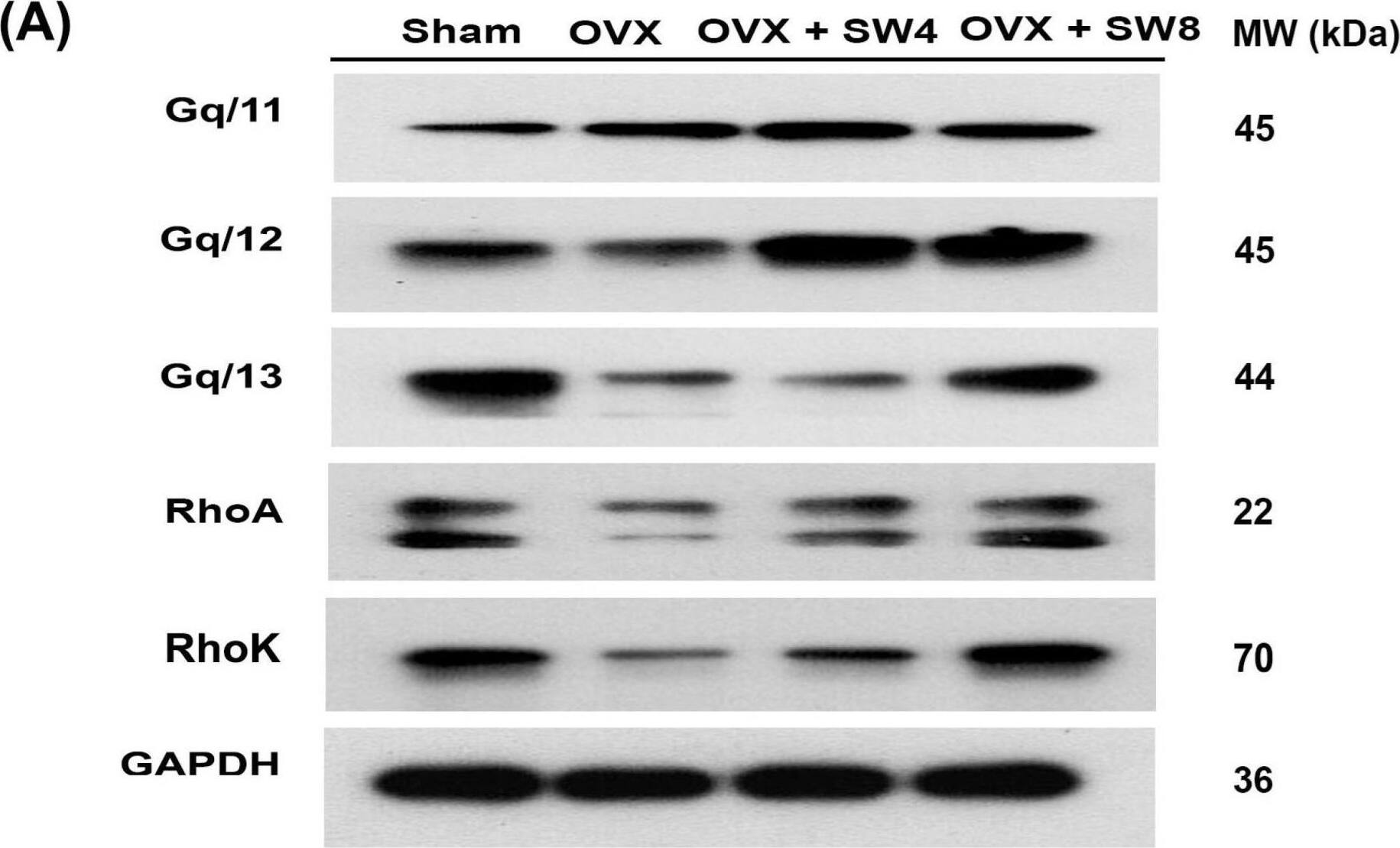 Western Blot RhoA Antibody (1A11-4G10)
