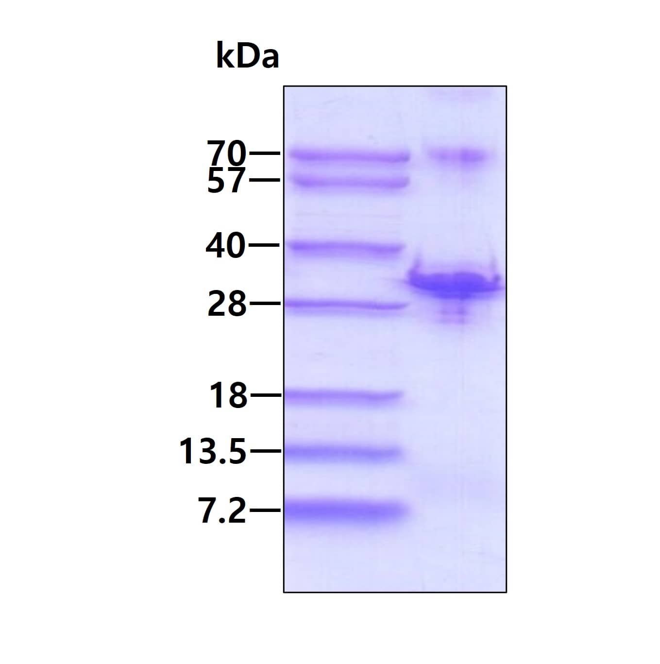 3ug by SDS-PAGE under reducing condition and visualized by coomassie blue stain.