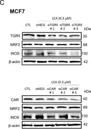 Western Blot: TGR5/GPBAR1 Antibody - BSA Free [NBP2-23669] - LCA-induced oxidative stress responses were mediated by TGR5 & by CAR receptors. (A) The 4T1 cells were treated with 0.3 μm LCA & NF449, CINPA1, DY268, or GSK2033 at a final concentration of 5 μm for 48 h, then NRF2 protein expression was detected using western blotting (representative figure, n = 2). (B,C) TGR5, CAR, VDR, & PXR bile acid receptors were silenced in MCF7 cells by transiently transfecting the cells with the corresponding siRNA or a negative control siRNA. After 48 h, protein expressions of (B,C) NRF2 & (C) iNOS were determined by western blotting (n = 3). Data are plotted as mean ± SEM. * p < 0.05, control vs. LCA/siRNA treated. (CAR, constitutive androstane receptor; FXR, farnesoid X-activated receptor; LCA, lithocholic acid; LXR, liver X nuclear receptor; NRF2, nuclear factor, erythroid 2-like 2; TGR5/GPBAR1, G protein-coupled bile acid receptor 1/Takeda G-protein coupled receptor; VDR, vitamin D receptor). Image collected & cropped by CiteAb from the following publication (//pubmed.ncbi.nlm.nih.gov/31461945), licensed under a CC-BY license. Not internally tested by Novus Biologicals.