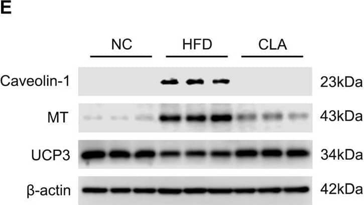 Western Blot UCP3 Antibody