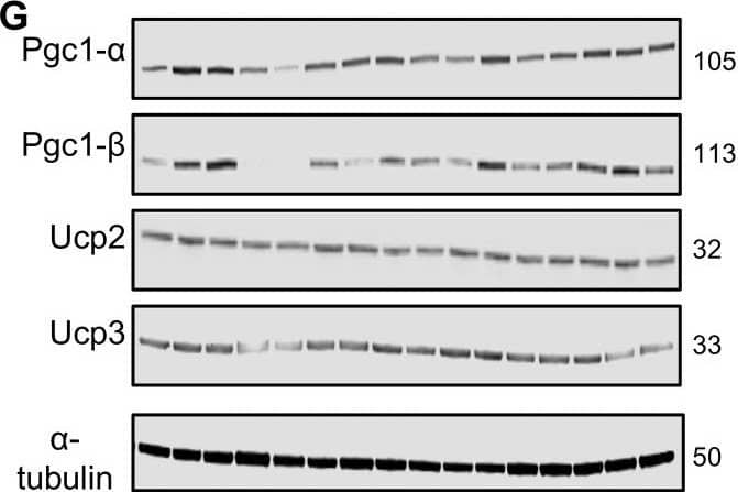 Western Blot UCP3 Antibody