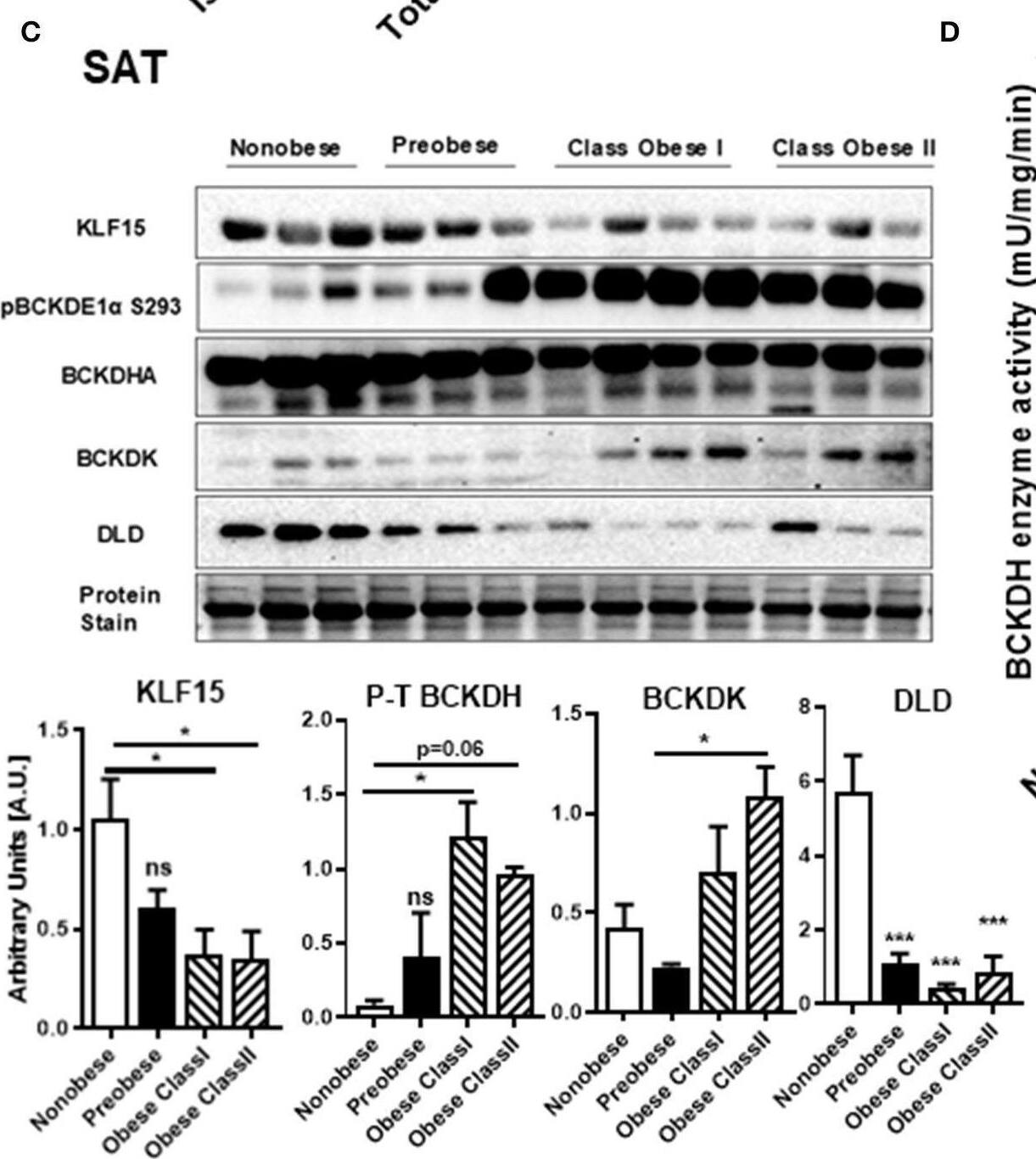 BCAA catabolic enzyme expression and BCKDH enzyme activity is decreased in the SAT of cardiac surgery patients with severe obesity. (A) Free plasma BCAA levels measured by UPLC MSMS in the non-obese (n = 8), pre-obese (n = 6) and class I obese (n = 7), class II obese (n = 6) and class III obese (n = 6) cardiac surgery patients. (B) Quantification of ACADSB, BCAT2,HADHA, PPM1K, KLF15, BCKDHA, BCKDHB, and BCKDK mRNA expression corrected to  beta -actin and SDHA (39) and expressed as fold change in the SAT of non-obese (n = 6), pre-obese (n = 6) and obese class I (n = 6), class II (n = 6) and class III (n = 6) cardiac surgery patients. (C) Representative immunoblot and densitometric analysis of KLF15, pBCKDE1a, BCKDH, BCKDK, and DLD protein levels in the SAT of non-obese (n = 3), pre-obese (n = 3), class I obese (n = 4) and class II obese (n = 3) cardiac surgery patients. (D) Total and actual BCKDH enzyme activity corrected to protein levels, measured at Vmax (t = 15 min) in the SAT of non-obese (n = 7), pre-obese (n = 9), class I obese (n = 9), class II obese (n = 9) and class III obese (n = 8). Statistical analysis was performed using a two-way ANOVA followed by a Tukey's multiple comparison test; *p < 0.05, **p < 0.01, ***p < 0.001, ****p < 0.0001 as indicated (40). Image collected and cropped by CiteAb from the following open publication (//pubmed.ncbi.nlm.nih.gov/32903728), licensed under a CC-BY license. Not internally tested by Novus Biologicals.