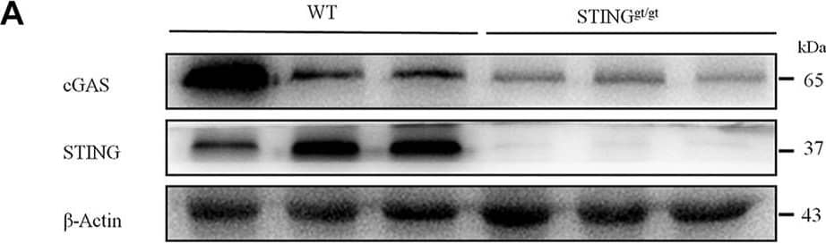 STING deficiency attenuated DSS-colitis in mice. (A) Representative Western blotting detected cGAS and STING expression in STINGgt/gt and WT mice. (B) Statistical analysis for (A). (C) Representative immunofluorescence detected STING and F4/80 expression in STINGgt/gt and WT mice. (D) Statistical analysis for (C). (n = 3 each group, **p < 0.01, STINGgt/gt vs. vehicle group; unpaired Student’s t-test). Wild-type (WT) and STINGgt/gt mice were given 3% dextran sulfate sodium (DSS) in drinking water for 8 days. (E) Body weight changed following DSS administration in mice. (F) The quantification of AUC for (E). (G) DSS-induced changes of DAI score in WT and STINGgt/gt mice. (H) The quantification of AUC for (G). (I) DSS-induced changes of mechanical pain sensitivity in the abdomen in STINGgt/gt mice and WT mice. (J) The quantification of AUC for (I). (n = 5-7 per group; **p < 0.01, ***p < 0.001, DSS vs. vehicle group; #p < 0.05, ##p < 0.01, ###p < 0.001, STINGgt/gt + DSS vs DSS group; two-way ANOVA with post-hoc Bonferroni test). (K) Representative pictures of colons from WT and STINGgt/gt mice on day 8. (L) Quantification of the colon length in (K). (n = 5-7 per group; ***p < 0.001, ###p < 0.001; unpaired Student’s t-test). (M) Representative photographies of H&E staining of colon sections from 4 different groups. (N) Statistical analysis for (M) (n = 4 each group; ***p < 0.001, #p < 0.05; unpaired Student’s t-test). (O) The Q-PCR analysis of mRNA expression of colonic Cgas, Il10, Ifnb1, Cxcl10, Il1b, and Tnf in mice from different group (n = 6 each group, **p < 0.01, ***p < 0.001, #p < 0.05, ##p < 0.01, ###p < 0.001; unpaired Student’s t-test). All data was expressed as Mean +/- SEM. DSS, dextran sulfate sodium; n.s., no significance. WT, wild type. Image collected and cropped by CiteAb from the following open publication (//pubmed.ncbi.nlm.nih.gov/36467059), licensed under a CC-BY license. Not internally tested by Novus Biologicals.