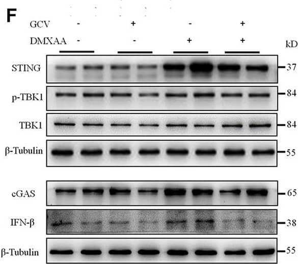 Low-dose GCV inhibited cGAS-STING pathways in RAW264.7 cells. (A–C) Q-PCR analysis showed the effect of pretreatment of GCV on up-regulation of mRNA expression of Sting1, Il10, Ifnb1 induced by CMA- (A), DMXAA- (B), and cGAMP (C) in RAW264.7 cells. (D) Western blotting analysis showed the effect of GCV on CMA-induced expression changes of cGAS, STING, IFN-beta , and p-TBK1 in RAW264.7 cells. (E) Statistical analysis results for (D). (F) Western blotting analysis showed the effect of GCV on DMXAA-induced expression changes of cGAS, STING, IFN-beta , and p-TBK1 in RAW264.7 cells. (G) Statistical analysis results for (F). (H) Western blotting analysis showed the effect of GCV on cGAMP-induced expression changes of cGAS, STING, IFN-beta , and p-TBK1 in RAW264.7 cells. (I) Statistical analysis results for (H). (n = 4 each group, *p < 0.05, **p < 0.01, ***p < 0.001 vs. saline. &p < 0.05, &&p < 0.01, &&&p < 0.001 vs. STING agonists group, unpaired Student’s t-test). (n = 4 each group, *p < 0.05, **p < 0.01, ***p < 0.001, &&p < 0.01, &&&p < 0.001; unpaired Student’s t-test). All data was expressed as Mean +/- SEM. VEH, vehicle. Image collected and cropped by CiteAb from the following open publication (//pubmed.ncbi.nlm.nih.gov/36467059), licensed under a CC-BY license. Not internally tested by Novus Biologicals.