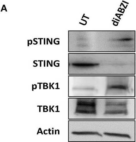 diABZI activates STING in melanoma cells. (A) Immunoblot analysis of STING pathway in untreated vs. diABZI treated samples (n = 3). (B) Densitometric analysis of phosphorylated STING (pSTING) and (C) Densitometric analysis of phosphorylated TBK1 (pTBK1) (n = 3). (D) Immunofluorescence staining and confocal microscopy analysis of pSTING in untreated vs. diABZI treatment. Arrows indicate perinuclear localization of pSTING. (E) Immunoblot of phosphorylated IRF3 in diABZI treated samples. Scale bar = 10 μm; **P < 0.01. Image collected and cropped by CiteAb from the following open publication (//pubmed.ncbi.nlm.nih.gov/32477956), licensed under a CC-BY license. Not internally tested by Novus Biologicals.