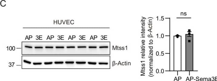 Western Blot MTSS1 Antibody - BSA Free