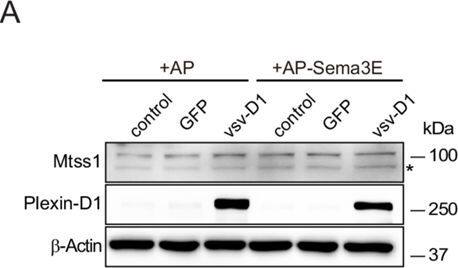 Expression of Mtss1 induces I-BAR domain-dependent morphological changes in COS7 cells, generating protrusions.(A) Western blot images showing that weakly expression of endogenous Mtss1 was not altered by overexpression of Plexin-D1 with or without Sema3E in COS7 cells. Asterisk indicates nonspecific band. (B) Quantification of the band intensity in (A). Error bars, mean +/- SEM; ns p>0.05 by two-way ANOVA with Bonferroni’s post hoc correction for multiple comparisons; n = 3. (C) Schematics describing the full-length construct of Mtss1-myc and its deletion mutant constructs (Mtss1 delta I-BAR-myc, Mtss1 delta WH2-myc, and I-BAR-myc). (D) Immunocytochemistry images taken after overexpression of each construct. Constructs show the I-BAR domain leading to diverse cell protrusion morphologies. Some of the protrusions were excessively spiked or thin and long (arrowheads). Overexpression of the I-BAR domain only (I-BAR-myc) can induce extreme protrusion structures. Scale bar, 20 μm.Figure 3—figure supplement 1—source data 1.Western blots shown in Figure 3—figure supplement 1A.Western blots shown in Figure 3—figure supplement 1A. Image collected and cropped by CiteAb from the following open publication (//elifesciences.org/articles/96891), licensed under a CC-BY license. Not internally tested by Novus Biologicals.