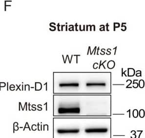 The absence of Mtss1 does not affect medium spiny neuron (MSN) survival, dendritic arborization, and Plexin-D1 expression during striatonigral pathway development.(A) Immunohistochemistry staining for cleaved caspase 3 (CC3) in the striatum of wild-type (WT) or Mtss1 conditional knockout (cKO) mice. The white dotted boxes on the left images are shown in the inset images on the right at a better resolution. Scale bar, 25 μm. (B) Quantification of cell death by the number of CC3-positive cells in a 1 mm2 area covering the dorsal part of the striatum in WT or Mtss1 cKO mice. Error bars, mean +/- SEM; ns p>0.05 by Mann‒Whitney test; WT, n = 20; Mtss1 cKO mice, n = 20 (five sections/mouse). (C) Representative images of Golgi staining at low (top panels) and high (bottom panels) magnification. Scale bars, 100 μm. Sholl analysis of dendritic morphology (D) and dendritic length (E) performed by using Neurolucida360 in 3D analysis. Error bars, mean +/- SEM; ns p>0.05 by Student’s t-test; WT, n = 12, and Mtss1 cKO mice, n = 15, from three mice. (F, G) Western blot images and quantification of Plexin-D1 expression in the striatum of WT or Mtss1 cKO mice at P5. Error bars, mean +/- SEM; *p<0.05 by Student’s t-test; WT mice, n = 3, and Mtss1 cKO mice, n = 4. (H) Plexin-D1 expression in MSNs obtained from the striatum of WT or Mtss1 cKO mice at P0 and measured at DIV6 in culture. (I) Quantification of the western blots shown in (H). Error bars, mean +/- SEM; *p<0.05, by Student’s t-test; n = 3 for WT, n = 3 for KO in three independent experiments.Figure 7—figure supplement 3—source data 1.Raw uncropped western blot & gel images.Western blots shown in Figure 7—figure supplement 3F and H.Raw uncropped western blot & gel images.Western blots shown in Figure 7—figure supplement 3F and H. Image collected and cropped by CiteAb from the following open publication (//elifesciences.org/articles/96891), licensed under a CC-BY license. Not internally tested by Novus Biologicals.