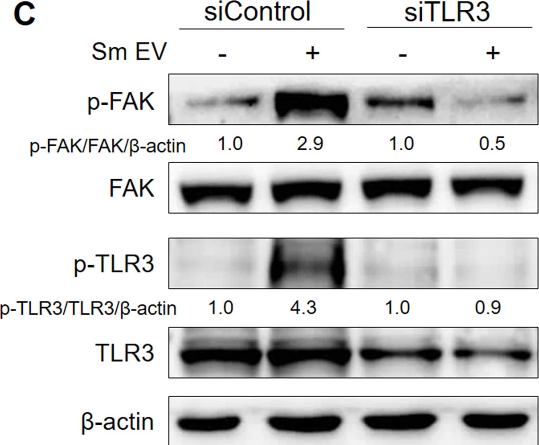 Effect of Sm EVs on focal adhesion activation. (A) Organoids were treated with 107 particles/mL of Sm EVs for 24 h. Paxillin (red) and F-actin (green) were stained and visualized using confocal microscopy. The boxed regions represent enlarged views on the right. (B) FAK phosphorylation (Tyr 397) was evaluated by Western blotting in organoids treated with Sm EVs for 36 h. (C) Organoids were transfected with siTLR3 for 24 h, followed by treatment with Sm EVs for an additional 24 h. Protein expression and phosphorylation levels were determined by Western blot analysis. Image collected and cropped by CiteAb from the following open publication (//pubmed.ncbi.nlm.nih.gov/40296033), licensed under a CC-BY license. Not internally tested by Novus Biologicals.