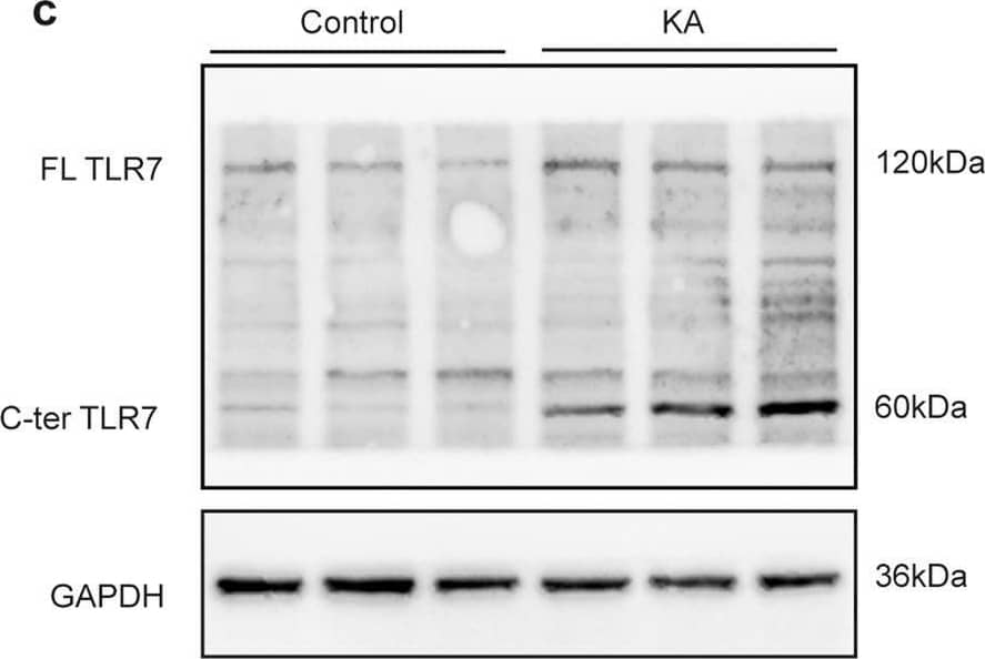 Expression of TLR7 in brain tissues at different time points after induction of status epilepticus.Quantitative real-time PCR analysis of the expression of TLR7 mRNA in the hippocampus (a) and cortex (b) at different time points after induction of SE (n = 3). ns not significant; *P < 0.05; ****P < 0.0001; one-way ANOVA with Tukey’s post hoc test. Bars represent the mean +/- SEM. The expression of FL-TLR7 and C-terminal TLR7 in the hippocampus (c, d) and temporal cortex (e, f) on the third day after induction of SE by intrahippocampal injection with KA were both significantly higher than that of the control group (n = 9 mice per group). **P < 0.01; unpaired two-tailed Student’s t-test. Bars represent the mean +/- SEM. Image collected and cropped by CiteAb from the following open publication (//pubmed.ncbi.nlm.nih.gov/37258573), licensed under a CC-BY license. Not internally tested by Novus Biologicals.