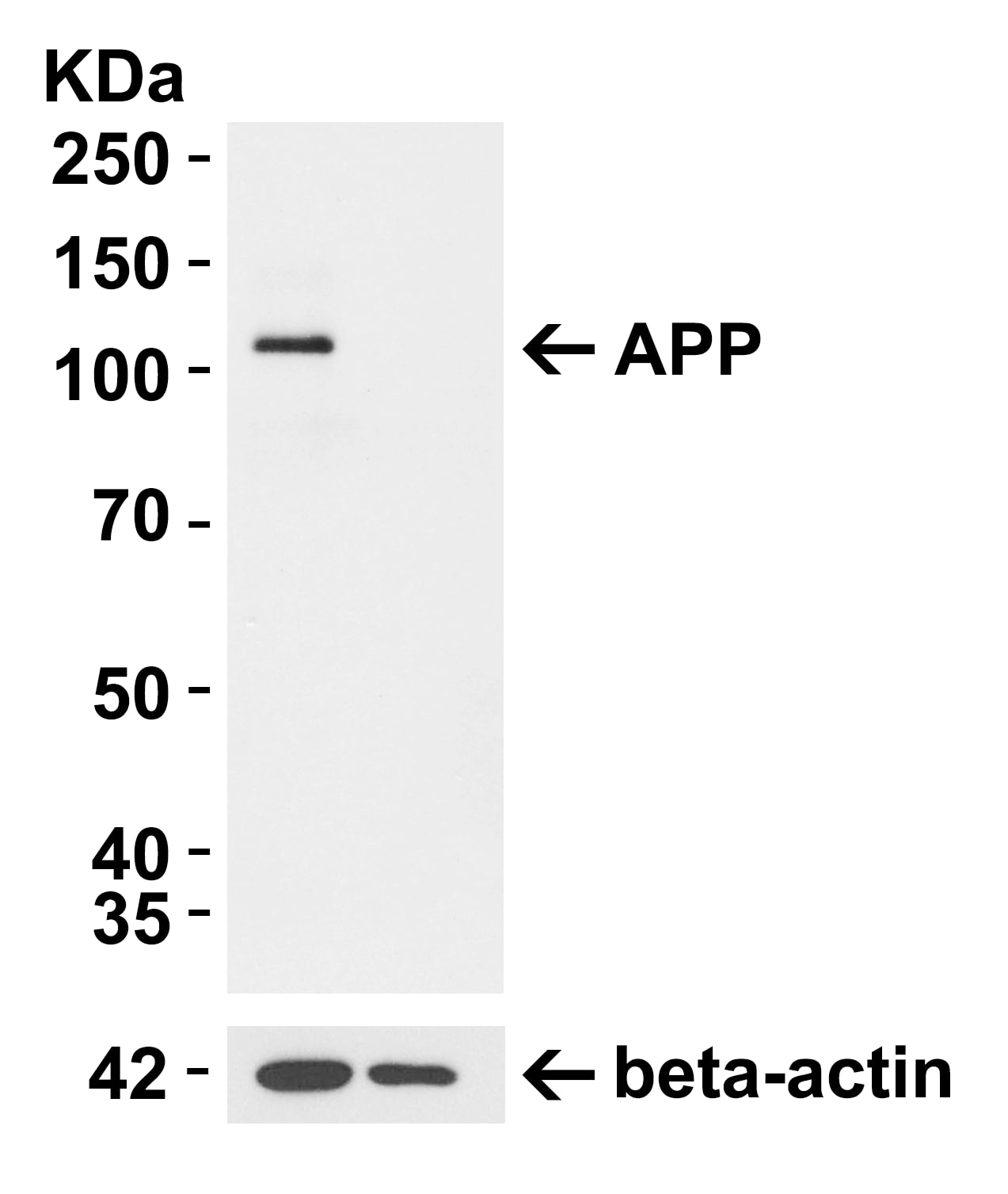 Knockout Validated: beta Amyloid Antibody - BSA Free [NBP2-25093] - KO Validation in 293T Cells Loading: 10 ug of lysate Antibodies: beta Amyloid, 0.5 ug/mL and beta-actin, 1 ug/mL, 1 h incubation at RT in 5% NFDM/TBST. Secondary: Goat Anti-Rabbit IgG HRP conjugate at 1:10000 dilution.