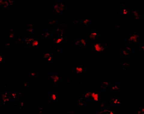 Immunocytochemistry/ Immunofluorescence: ANP32A Antibody - BSA Free [NBP2-25097] - Validation of PHAP I  in Raji Cells. Immunofluorescent analysis of 4% paraformaldehyde-fixed Raji Cells labeling PHAP I with  at 10 ug/mL, followed by goat anti-rabbit IgG secondary antibody at 1/500 dilution (red).  