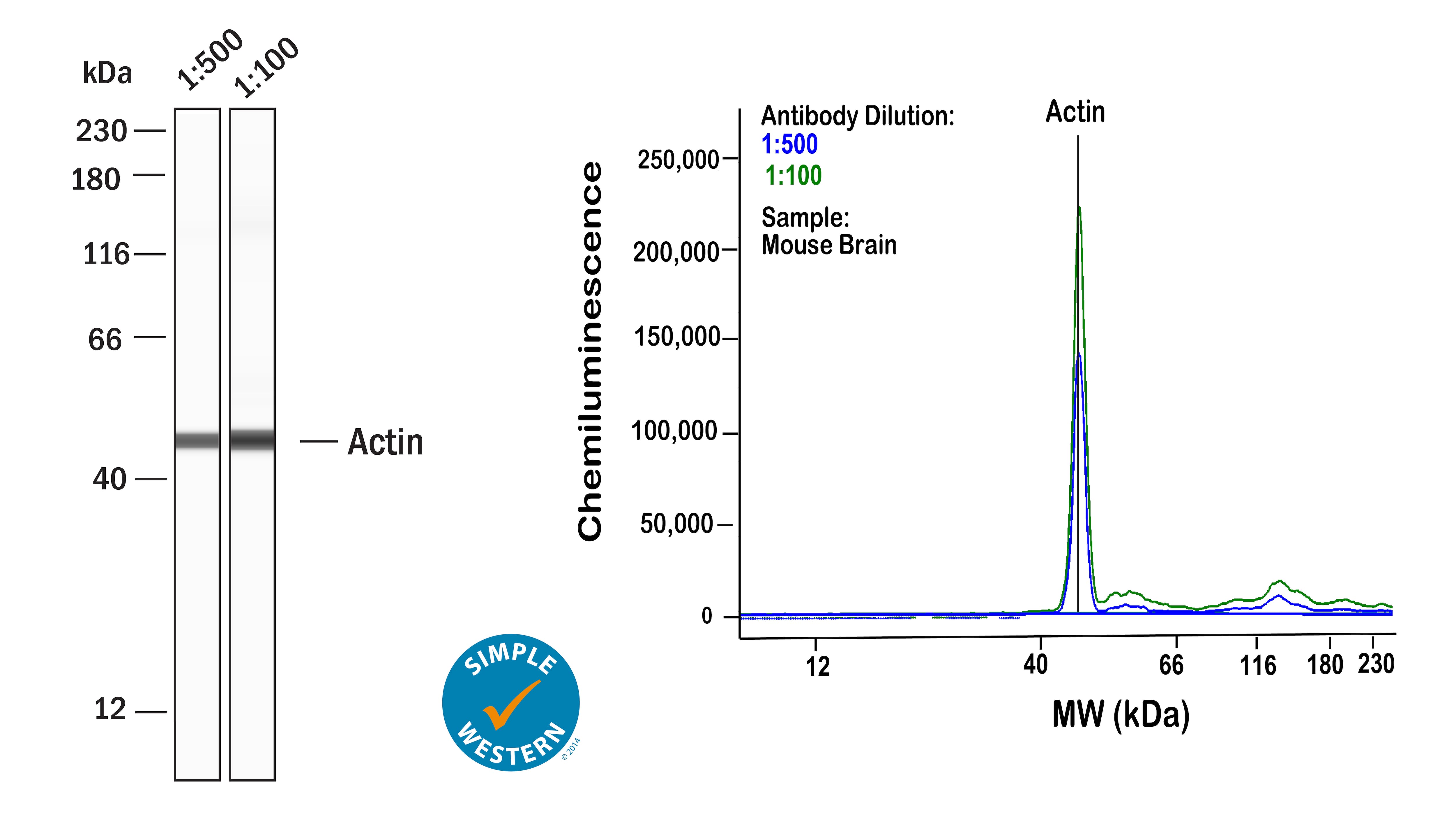 Simple Western pan Actin Antibody (5J11) - BSA Free