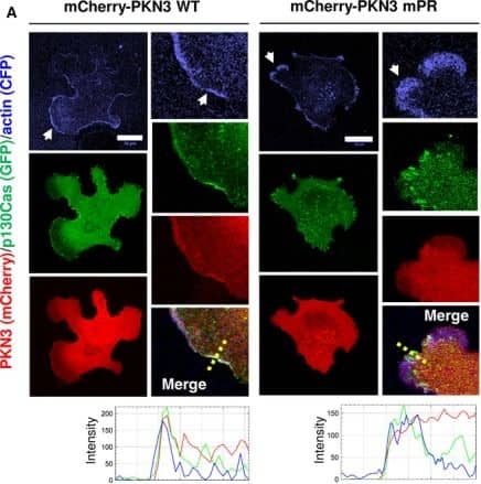 Immunohistochemistry: mCherry Antibody [NBP2-25157] - Activation of TRPV1 receptors in ARC POMC neurons reduces food intake. Expression of Gi/o-DREADD in POMC neurons in the ARC (top left panel, scale bar: 20 um). Arrowheads represent POMC neurons that co-expressed mCherry (n = 493 out of 529 mCherry-positive neurons, n = 3 mice). Treatment with CNO (10 uM) hyperpolarized POMC neurons (top right panel; Control, -40.7 +/- 1.5 mV; CNO, -47.1 +/- 2.3 mV, n = 6 neurons, **p  50 measurements – 3 per cell; ***P < 0.001, one‐way ANOVA on ranks followed by Dunn's post hoc test). (C) Src‐transformed p130Cas−/−MEFs co‐expressing p130Cas (SC) & mouse Flag tagged PKN3 WT or Flag‐PKN3 mPR are shown. Cells were grown on FN‐coated coverslips for 48 h, fixed, & stained for p130Cas by anti‐pTyr165 p130Cas antibody (pY165 p130Cas; 2nd 405), for actin by Phalloidin 488 & for Flag‐PKN3 by anti‐Flag antibody (2nd 633). Reflection (670 nm) indicates fibronectin degradation. All scale bars represent 20 μm. Cell were imaged by Leica TCS SP8 microscope system equipped with Leica 63×/1.45 oil objective. Image collected & cropped by CiteAb from the following publication (//pubmed.ncbi.nlm.nih.gov/30422386), licensed under a CC-BY license. Not internally tested by Novus Biologicals.