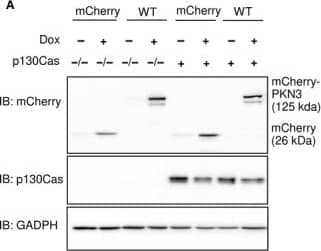 Western Blot: mCherry Antibody [NBP2-25157] - PKN3 overexpression regulates growth of MEFs, & this effect requires PKN3–p130Cas interaction. (A) Immunoblotted lysates from MEFs p130Cas−/−/MEFs p130Cas−/− re‐expressing p130Cas (p130Cas+) treated by Doxycycline (Dox) to induce expression of mCherry‐PKN3/mCherry alone. p130Cas presence detected by ani‐p130Cas antibody & mCherry epitope by anti‐mCherry antibody. (B) Dynamics of mCherry‐PKN3 expression after supplementation w/ Dox shown by immunoblot w/ anti‐mCherry antibody. (C–E) Effect of induced mCherry‐PKN3 expression on cell growth. Representative graphs showing growth of MEFs p130Cas−/− re‐expressing p130Cas (p130Cas+) (C)/MEFs p130Cas−/− (D) measured in real‐time using xCELLigence RTCA (real‐time cell analysis) system instrument. (E) Quantification of cell growth change induced by mCherry‐PKN3 expression (‘−’ indicates inducible mCherry expression used as negative control). Slope ratios reflecting cell growth calculated from log growth phase of cell growth (indicated by dotted lines; see C & D). (F) Immunoblotted lysates from MEFs p130Cas−/− re‐expressing p130Cas (p130Cas+) treated/not treated by Dox which induced expression of Flag‐fused PKN3 variants (WT, mPR, KD, empty vector). Stimulated overexpression of PKN3 detected by anti‐PKN3 antibody & its activity by antibody anti‐pT849 PKN3. (G) Quantification of cell growth change stimulated by Dox‐inducible expression of Flag‐fused PKN3 variants (WT, mPR, KD) in MEFs p130Cas−/− re‐expressing p130Cas (p130Cas+). All error bars indicate means ± SD calculated from 3 to 5 independent experiments (each in triplicates). Statistical significance always calculated between induced & noninduced cells & evaluated by one‐way repeated ANOVA followed by Turkey post hoc test (***P < 0.001). Image collected & cropped by CiteAb from following publication (//pubmed.ncbi.nlm.nih.gov/30422386), licensed under a CC-BY license. Not internally tested by Novus Biologicals.