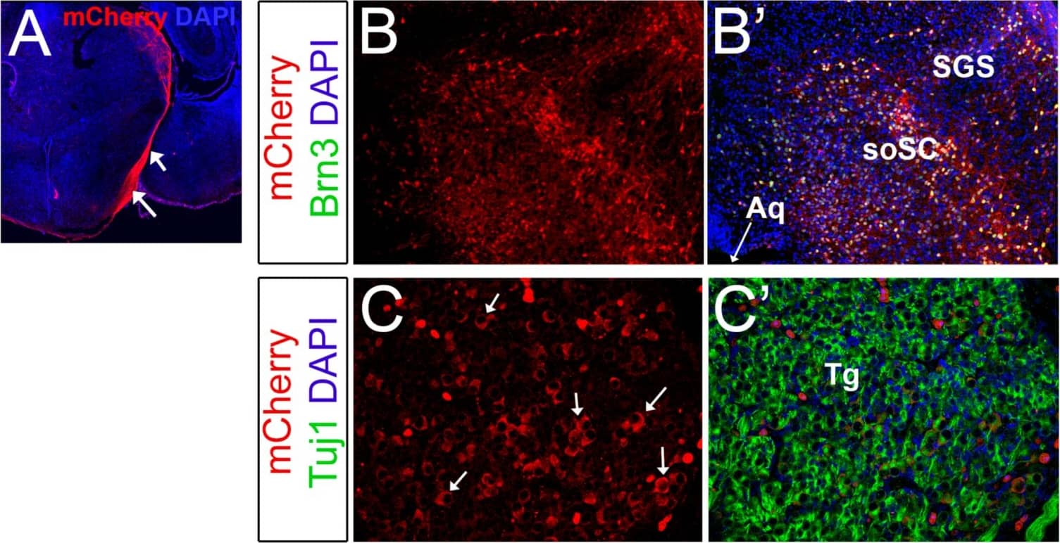 Immunocytochemistry/ Immunofluorescence: mCherry Antibody [NBP2-25157] - Brn3b-mCherry expression in other regions of the CNS. (A) Optic tracts at P0 visualized by mCherry staining (white arrows). (B,B’) Co-localization experiments with mCherry (red) & pan-Brn3 (green) antibodies at P0. (C,C’) Co-localization with mCherry (red) & Tuj1 (green) in the trigeminal ganglia at E13.5. Arrows indicate mCherry+ Tuj+ neurons. (D) Low magnification image of a horizontal E13.5 whole-head section. E–F’) White arrows indicate mCherry+ Tuj1- cells present in the optic stalk (E) & optic recess (F). Aq: Aqueduct. soSC: stratum opticum of the Superior Colliculus. SGS: Stratum Griseum Superficiale. Tg: Trigeminal ganglion. L: Lens. ONH: Optic Nerve Head. OR: optic recess. III: 3rd ventricle. Scale bar: 100 microns in C,C’, E,E’ & F,F’, 200 microns in B,B’, 300 microns in D, & 500 microns in A. Image collected & cropped by CiteAb from the following publication (//pubmed.ncbi.nlm.nih.gov/31197108), licensed under a CC-BY license. Not internally tested by Novus Biologicals.