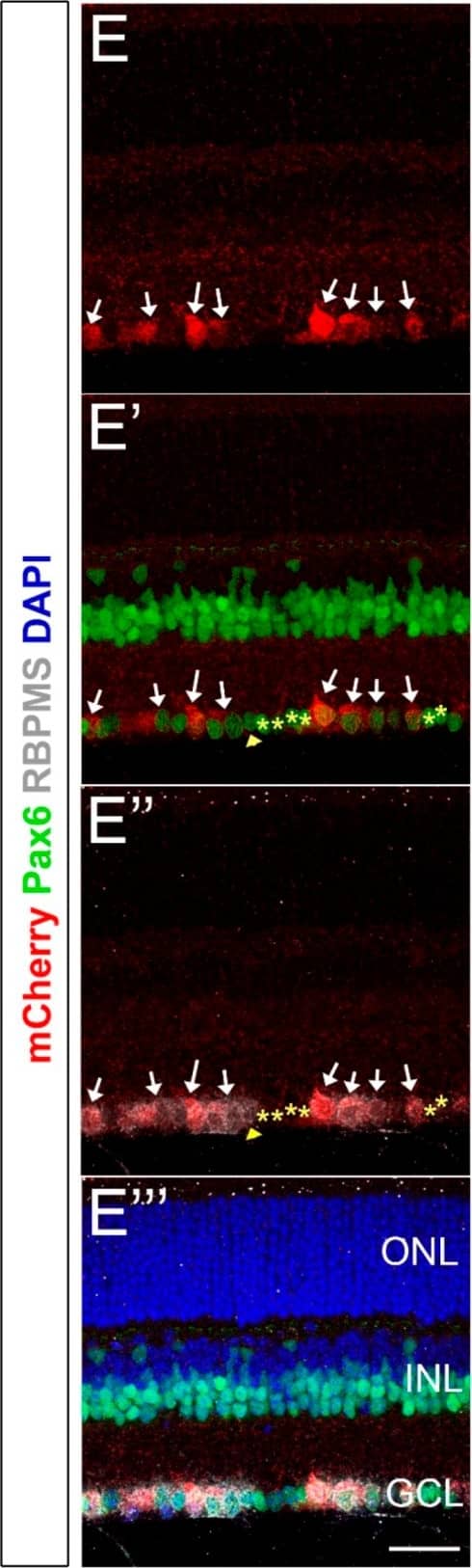 Immunocytochemistry/ Immunofluorescence: mCherry Antibody [NBP2-25157] - Brn3b-mCherry expression in the adult retina. (A) Flat-mounted retina labeled with anti-mCherry antibody. (B,B’) mCherry (red) & Brn3 (teal) colocalization. Yellow arrow indicates a Brn3+ mCherry- cell. (C,C’) mCherry (red) & RBPMS (teal) colocalization. Yellow arrows indicate RBPMS+ mCherry- cell bodies. (D,D’) mCherry (red) & Tuj1 (teal) colocalization. White arrows indicate Tuj1+ mCherry+ axons. (E–E’’’) Cross-section of an adult retina labeled with mCherry (red), RBPMS (gray), DAPI (blue), & Pax6 (green). All mCherry+ cells (white arrows) are RBPMS+. Amacrine cells are labeled with yellow stars & are mCherry- (Pax6+ RBPMS− mCherry− cells). Yellow arrowhead corresponds to an mCherry− RGC (RBPMS+ Pax6− mCherry− cell). ONH: Optic Nerve Head. ONL: Outer Nuclear Layer. INL: Inner Nuclear Layer. GCL: Ganglion Cell Layer. Scale bars: 300 microns in A, 50 microns in B–E’’’. Image collected & cropped by CiteAb from the following publication (//pubmed.ncbi.nlm.nih.gov/31197108), licensed under a CC-BY license. Not internally tested by Novus Biologicals.