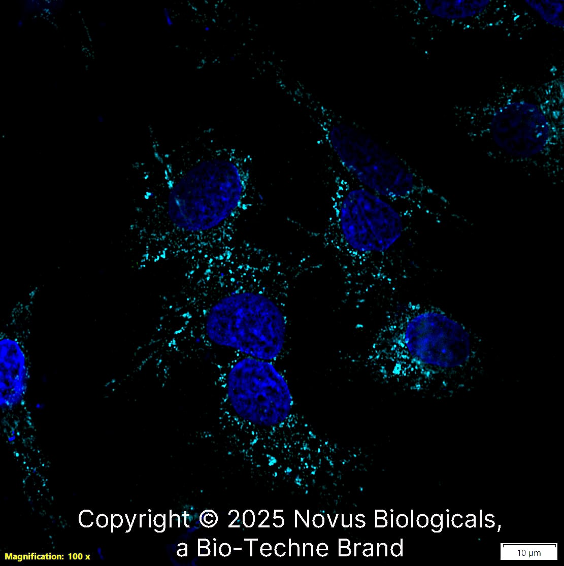 LAMP-1/CD107a (H4A3) was detected in immersion fixed HepG2 human hepatocellular carcinoma cell line using Mouse anti-LAMP-1/CD107a (H4A3) Protein-G purified Monoclonal Antibody conjugated to Alexa Fluor® 647 (Catalog # NBP2-25183AF647) (light blue) at 2 µg/mL overnight at 4C. Cells were counterstained with DAPI (blue). Cells were imaged using a 100X objective and digitally deconvolved.  