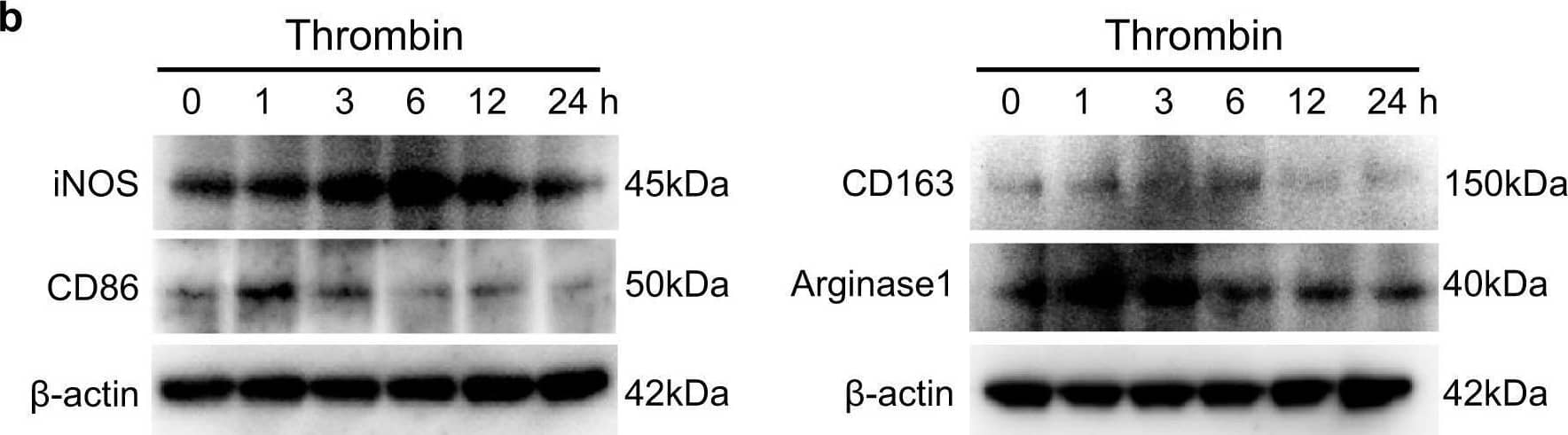 Western Blot B7-2/CD86 Antibody (BU63)