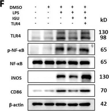 Western Blot B7-2/CD86 Antibody (BU63)