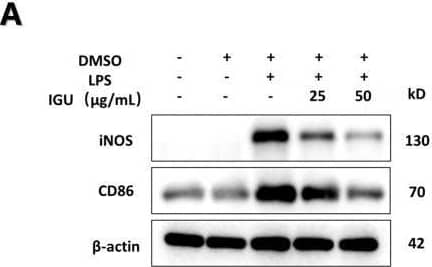 Western Blot B7-2/CD86 Antibody (BU63)