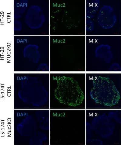 (A) Western blot of full-length MUC2 protein (540 kDa) and  beta -actin (43 kDa) in different cell lines LS-174T CTRL, LS-174T MUC2 K.O., HT-29 CTRL, and HT-29 MUC2 K.O. grown in 2D (N = 3 biological replicates). (B) Western blot of full-length MUC2 protein (540 kDa) and  beta -actin (43 kDa) in different cell lines LS-174T CTRL, LS-174T MUC2 K.O., HT-29 CTRL, and HT-29 MUC2 K.O. grown in 2D (N = 3 biological replicates). (C) Representative images of spheroids of HT-29 and LS-174T CTRL and MUC2 K.O. immunostaining with mouse anti-hMUC2 antibody (green) and counterstained with DAPI. Images acquired on confocal LS780. Scale bar, 100 um. Image collected and cropped by CiteAb from the following open publication (//pubmed.ncbi.nlm.nih.gov/39926604), licensed under a CC-BY license. Not internally tested by Novus Biologicals.
