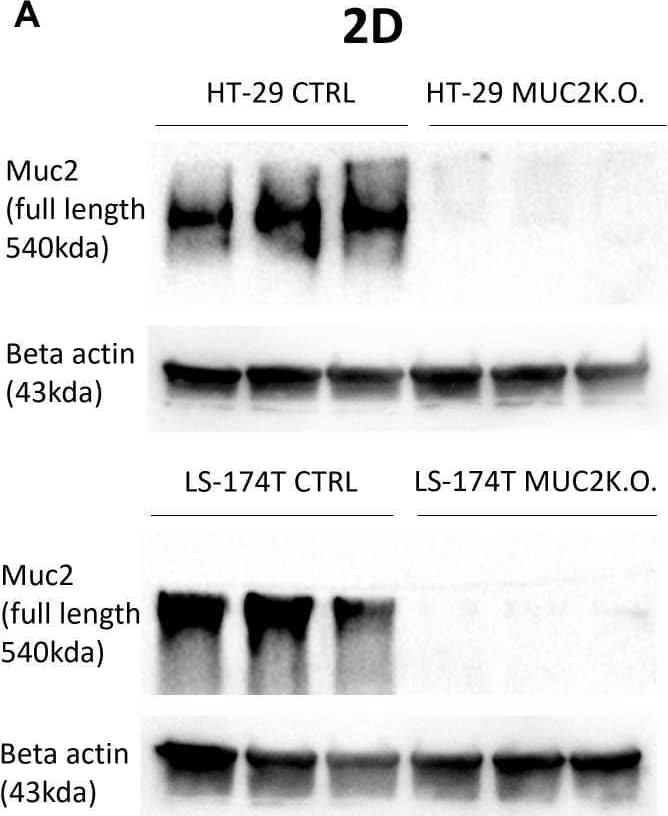 (A) Western blot of full-length MUC2 protein (540 kDa) and  beta -actin (43 kDa) in different cell lines LS-174T CTRL, LS-174T MUC2 K.O., HT-29 CTRL, and HT-29 MUC2 K.O. grown in 2D (N = 3 biological replicates). (B) Western blot of full-length MUC2 protein (540 kDa) and  beta -actin (43 kDa) in different cell lines LS-174T CTRL, LS-174T MUC2 K.O., HT-29 CTRL, and HT-29 MUC2 K.O. grown in 2D (N = 3 biological replicates). (C) Representative images of spheroids of HT-29 and LS-174T CTRL and MUC2 K.O. immunostaining with mouse anti-hMUC2 antibody (green) and counterstained with DAPI. Images acquired on confocal LS780. Scale bar, 100 um. Image collected and cropped by CiteAb from the following open publication (//pubmed.ncbi.nlm.nih.gov/39926604), licensed under a CC-BY license. Not internally tested by Novus Biologicals.