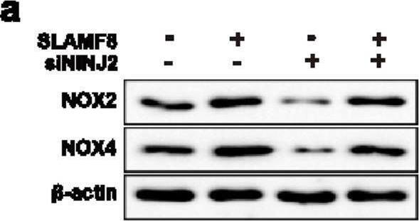 Western Blot BLAME/SLAMF8 Antibody