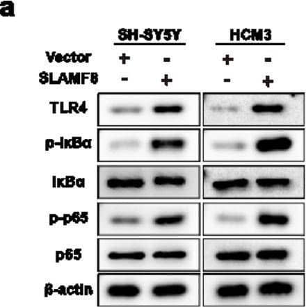 (a) The overexpression of SLAMF8 in AD cell models increased the levels of TLR4/NF-kappa B signaling-related markers (TLR4, p-I kappa B alpha /I kappa B alpha  ratio) and the phospho-p65/p65 ratio, as confirmed by Western blot. Quantification of the Western blot results was performed and normalized against  beta -actin (n = 3) (a1). (b) Conversely, knockdown of SLAMF8 produced the opposite effect and the data were quantified and normalized to  beta -actin (n = 3). (b1) The TLR4/NF-kappa B signaling inhibitor TAK-242 suppressed TLR4 expression (c,c1) and mitigated the increase in ROS (d,e) and neuroinflammation (f) caused by SLAMF8 overexpression in AD cell models. Data are presented as mean +/- standard deviation. One-way ANOVA with Tukey’s post hoc test was used for multiple group comparisons, and a paired t-test was used for comparisons between two groups. “*