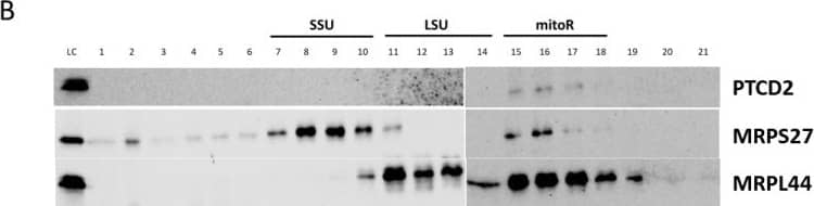 Western Blot PTCD2 Antibody